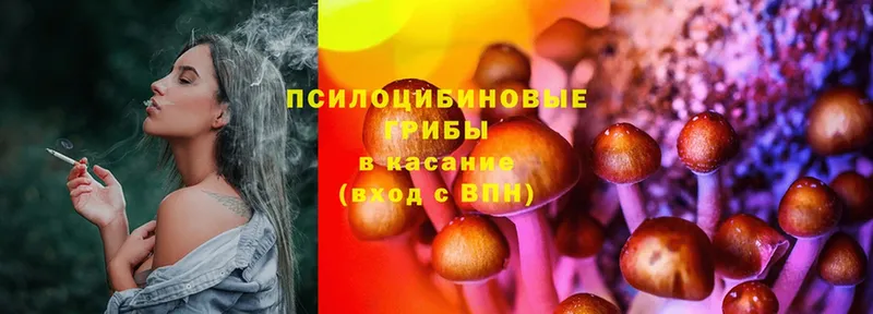 Псилоцибиновые грибы Cubensis  Новозыбков 